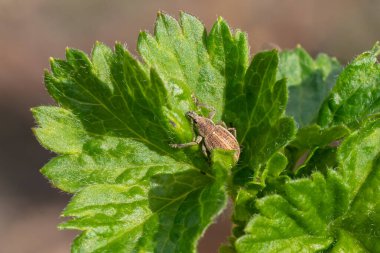 Peritelus sphaeroides. Frenk üzümü yaprağının üzerinde oturan böcek. Yakın plan, bahçe böceği.