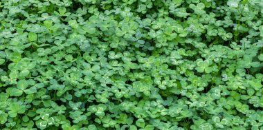 Çimlerin üzerinde yeşil yonca, yakın plan, üst manzara. Peyzaj için kullanılan doğal bitki.