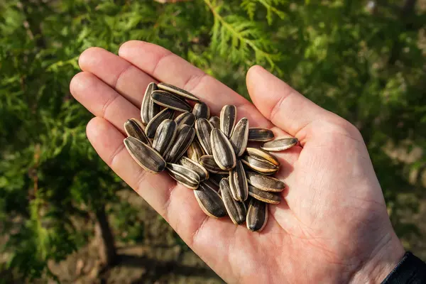 Unshelled giant sunflower seeds in hand. Harvest large seeds on the palm - natural and organic food