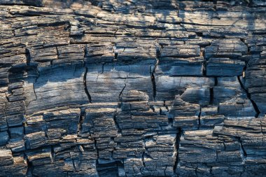 Yakın plan yanmış ağaç. Yangından sonra doğal ahşap yüzeyi