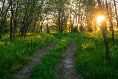 Bahar çiçekleriyle dolu güzel bir ormanda köy yolu. Güneşli bir günde Ukrayna 'nın doğası