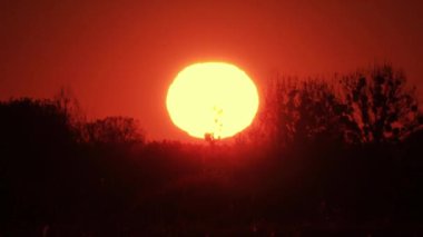 Güneş çayırların ve ağaçların üzerinden doğar. Manzara gündoğumu yakın çekim, kentsel olmayan sahne