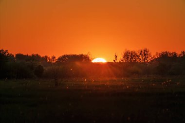 Güneş ufuktan yükseliyor çimen, çalı ve ağaçlarla dolu bir çayırın üzerinden. Açık turuncu gökyüzü olan kentsel olmayan sabah manzarası. Kimse yok.