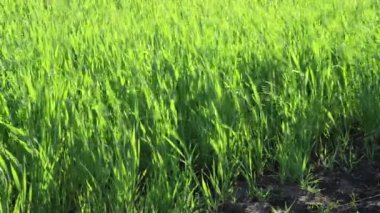 Genç yeşil buğday bir tarlada yetişir. Tarım alanında güneşli bir günde genç bitkiler. Rüzgar yeşil çimlerde eser