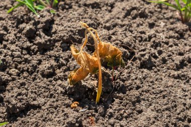 Bahçede kuru fasulye filizi. Bitki, bahar buzları yüzünden öldü. Hava ve hava sıcaklığında aşırı değişiklikler - bahçıvanlık ve tarım sorunları