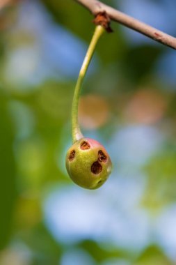 Yeşil olgunlaşmamış kiraz bir tırtıl tarafından zarar görmüş. Böcek larvasının açtığı delikli kiraz meyvesi. Bahçeyle ilgili sorunlar, bahçedeki haşereler.
