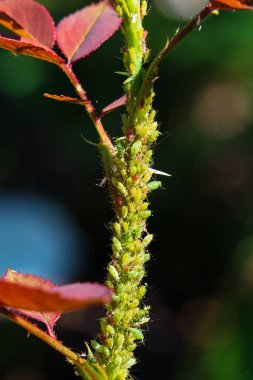 Bir gül dalının yaprak bitleri. Aphidoidea böcekleri, yetiştirilmiş bitkilerin tehlikeli böcekleridir. Bahçıvanlık ve tarımda bir sorundur..