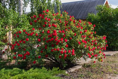 Large rose bush with red flowers on the street near the house or in the garden on a sunny day clipart