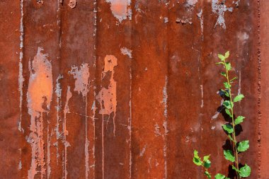 Demir gibi eski bir konteynır ya da çitin paslı yüzeyi. Yeşil bitki ve paslı metal kapılı doğal arka plan