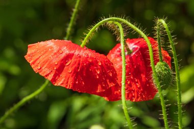 Güneşli bir günde yağmurdan sonra damla damlatan kırmızı gelincik çiçekleri. Bahçede ya da çayırda açan güzel doğal çiçekler.
