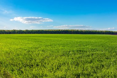Yeşil tarla ve mavi gökyüzü. Güneşli bir yaz gününde kırsal alan. Sahne doğası