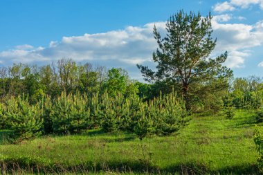 Büyük bir çam ağacının yanında büyüyen genç ağaçlar. Güneşli bir yaz gününde karışık orman doğası