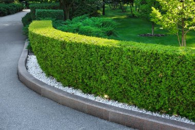 Sokakta kaldırımın kenarındaki yeşil çitleri budadım. Şehir parkındaki ya da bahçesindeki doğal çalılardan yapılmış dekoratif yeşil çitler.