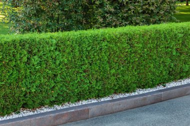 Doğal çalılıktan yapılmış dekoratif yeşil çit. Şehir parkındaki bir ara sokakta, kaldırım kenarındaki çitleri budadım.