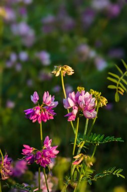 Blooming Securigera varia (eş anlamlısı Coronilla varia), Crownvetch olarak bilinir. Pembe ve mor taç çayırdaki çiçekleri birbirine yaklaştırır. Yumuşak Seçici Odaklanma