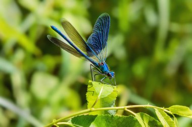A blue dragonfly sits on a leaf. The banded demoiselle (Calopteryx splendens) is a species of damselfly belonging to the family Calopterygidae