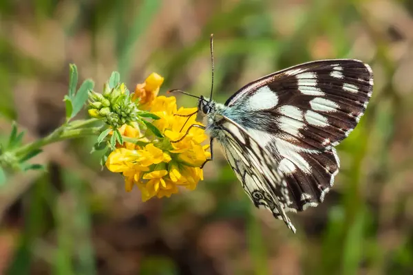 stock image Butterfly Melanargia galathea (the marbled white) sits on a yellow wildflower. A beautiful insect with black and white wings on a meadow. Soft Selective Focus