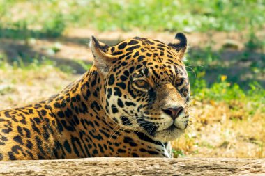 Jaguar 'a yakın çekim. Panthera onca büyük bir kedi türüdür.