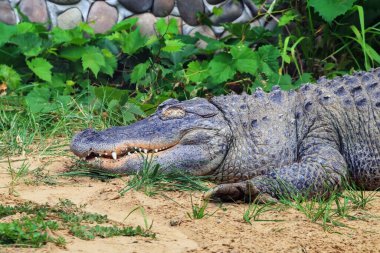 Amerikan timsahı gözleri kapalı kumun üzerinde yatıyor. Timsah missippiensis, bazen timsah ya da sıradan timsah olarak da anılır, büyük bir timsah sürüngenidir.