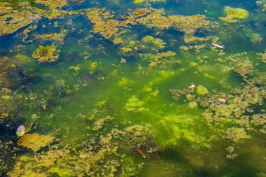 Gölette çiçek açan su ve algler. Bataklık yüzeyine yakın çekim