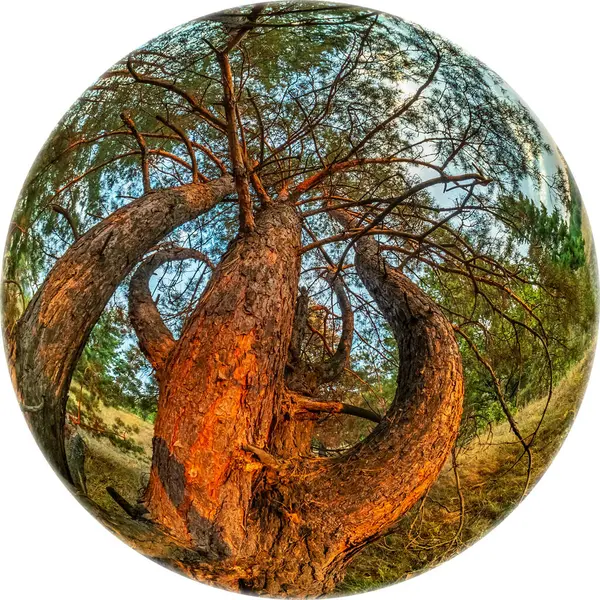 Büyük bir çam ağacının dibinden balık gözü manzarası. HDR fotoğrafı geniş açılı dairesel mercekten çekildi. Güneşli bir yaz gününde kozalaklı orman