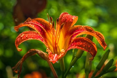 Bahçede büyüyen çiçeğe yakın çekim. Çiçekli nilüferli Hemerocallis yapraklarına su damlası damlatıyor.