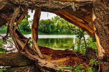 Bir yaz günü düşmüş ve kırılmış bir ağaç gövdesindeki bir delikten nehri görmek.