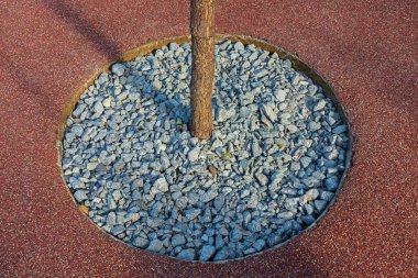 Mulch in the form of gravel - small stones under the trunk of a young growing tree. The stones surround the base of the tree. Urban landscaping clipart