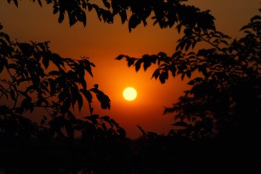Sarı Güneş, turuncu günbatımına karşı, ağaç dallarının arkasında yapraklarla birlikte.