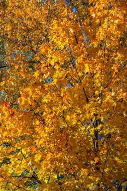 Güneşli bir sonbahar gününde akçaağaç dallarında sarı ve turuncu yapraklar.