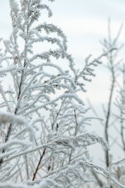 Çalı bitkisinin dallarında buz var. Soğuk kış doğası.