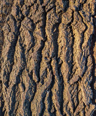 Ağaç kabuğu desenli yakın plan. Güneş ışığı ağaç gövdesinin kaba yüzeyini aydınlatır. Doğal arkaplan