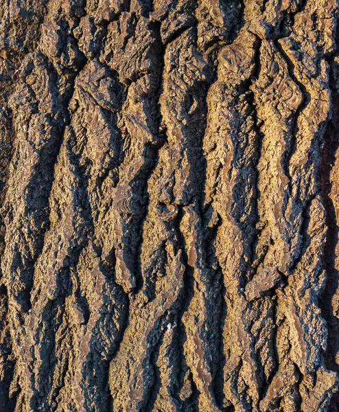 Ağaç kabuğu desenli yakın plan. Güneş ışığı ağaç gövdesinin kaba yüzeyini aydınlatır. Doğal arkaplan