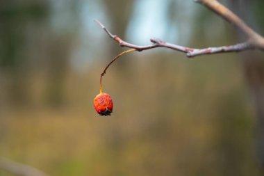 Kırmızı solmuş böğürtlen, yakın çekimde. Çalıların üzerinde küçük buruşuk böğürtlen. Minimalizm