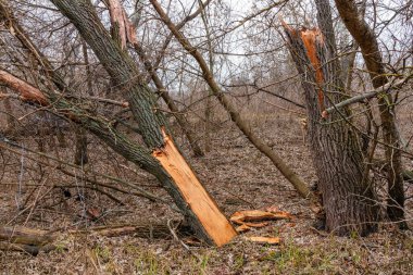 Tree in forest fell after windsnap. Broken tree trunk after storm and strong wind