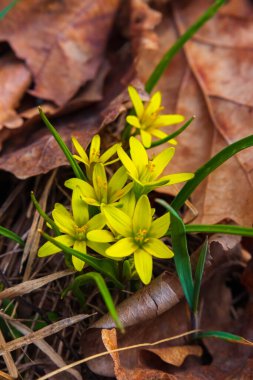Sarı açan bahar çiçekleri Gagea yakın plan. Kuru yaprakların arasında yabani çiçekler yetişir.