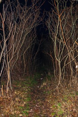 Korkunç, karanlık bir ormanda bir patika manzarası. Ağaçların dalları ve yapraksız çalıların arasında dar bir yürüyüş yolu.