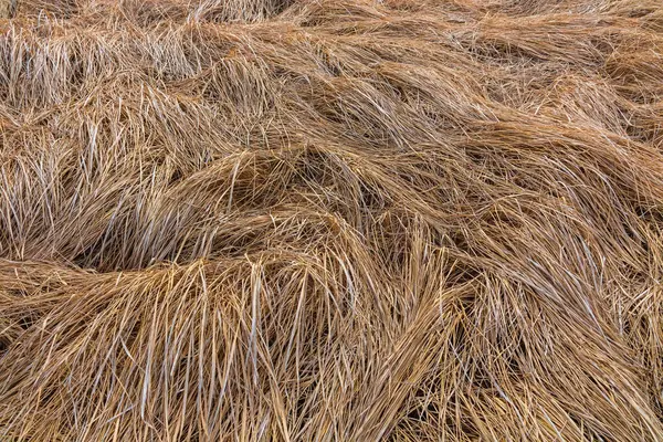 Çayırda kurumuş, kuru, sarı çimenler. Kurumuş otlar.