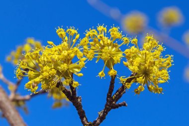 Cornus çiçek açmış. Mavi gökyüzüne karşı sarı kornel çiçeklerinin (ayrıca Cornelian kirazı, Avrupa korneli) enfloresansı