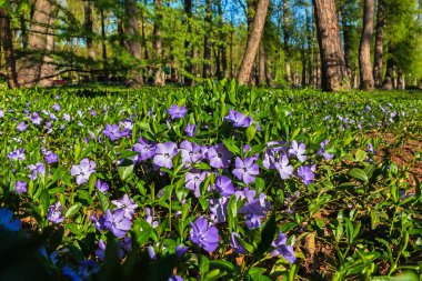 Vinca minör doğada çiçek açar. Şehir bahçesindeki ya da ormandaki ağaçların altında, periwinkle çiçeği. Güneşli bir günde çiçek açan bir bitkinin yakın çekimi
