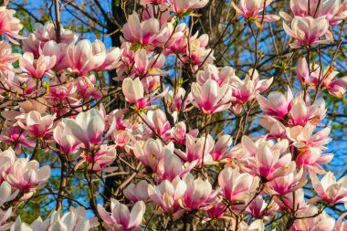 Manolya çiçekleri - güzel bahar doğası. Çiçekli bir çalılıkta bir sürü beyaz pembe çiçek. Magnolia, Magnoliaceae familyasının Magnolioideae alt familyasından bir bitki türü.
