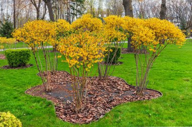 Bahçede ya da şehir parkında sarı çiçekli çalılar. Forsythia, Oleaceae familyasından bir bitki cinsidir. Yeşil çimenlikte çiçek açan bir çalıyla bahçe tasarımı.