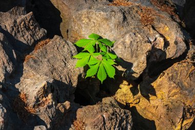 Kayalarda büyüyen genç kestane ağacı. Yeşil yapraklı ve büyük taşlı bir bitki.