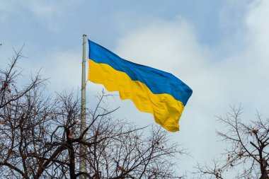 A large national flag of Ukraine flutters on a high flagpole above the trees. Ukrainian flag against the sky
