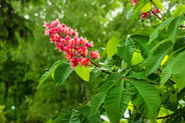 Bahçede kırmızı at kestanesi çiçeği. Aesculus carnea, A. pavia (kırmızı bukle) ve A. hipocastanum (at kestanesi) arasında bulunan orta büyüklükte bir ağaçtır. Pembe şişkinlik ve yeşil yapraklara yakın çekim