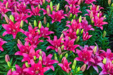 Birçok çiçek tarhında çiçek açan pembe zambaklar. Liliaceae çiçek açar. Doğal dekoratif çiçek zambakları. Yüksek açı görünümü