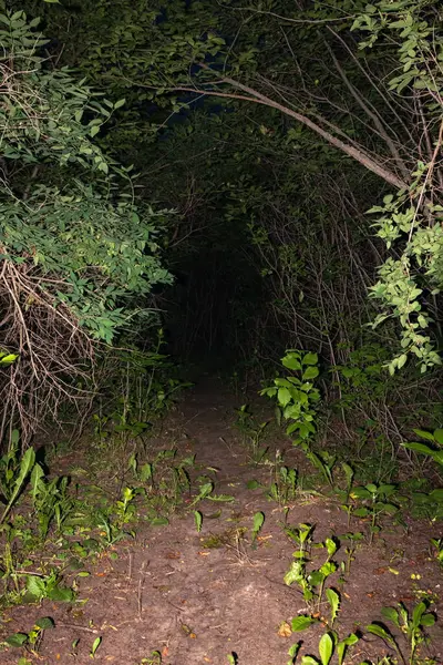 Karanlık orman yolu, bir tünel gibi, bir el feneriyle aydınlatılmış. Bir sürü dalı olan kalın çalılar. Gece Korku Ormanı sahnesi korkunç ve ürpertici bir his yaratır.