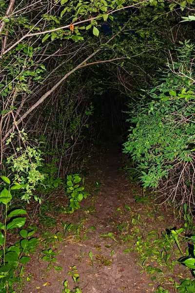 Karanlık bir orman yolu, tünel gibi, bir el feneri ya da bir flaşla aydınlatılır. Birçok dalı olan yoğun çalılıklar korkunç ve ürpertici bir his yaratır. Gece Korku Ormanı Sahnesi