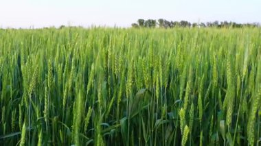 Tarım alanında buğday yetişiyor. Bir yaz günü rüzgarda sallanan yeşil kulaklar. Organik tarım
