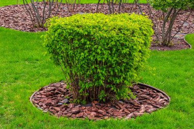 Yeşil çimenli bir bahçede çalıların altında ağaç kabuğuyla çimenlik yapmak. Modern bahçe tasarımı
